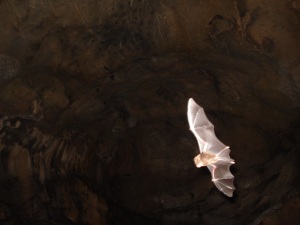 batman cave